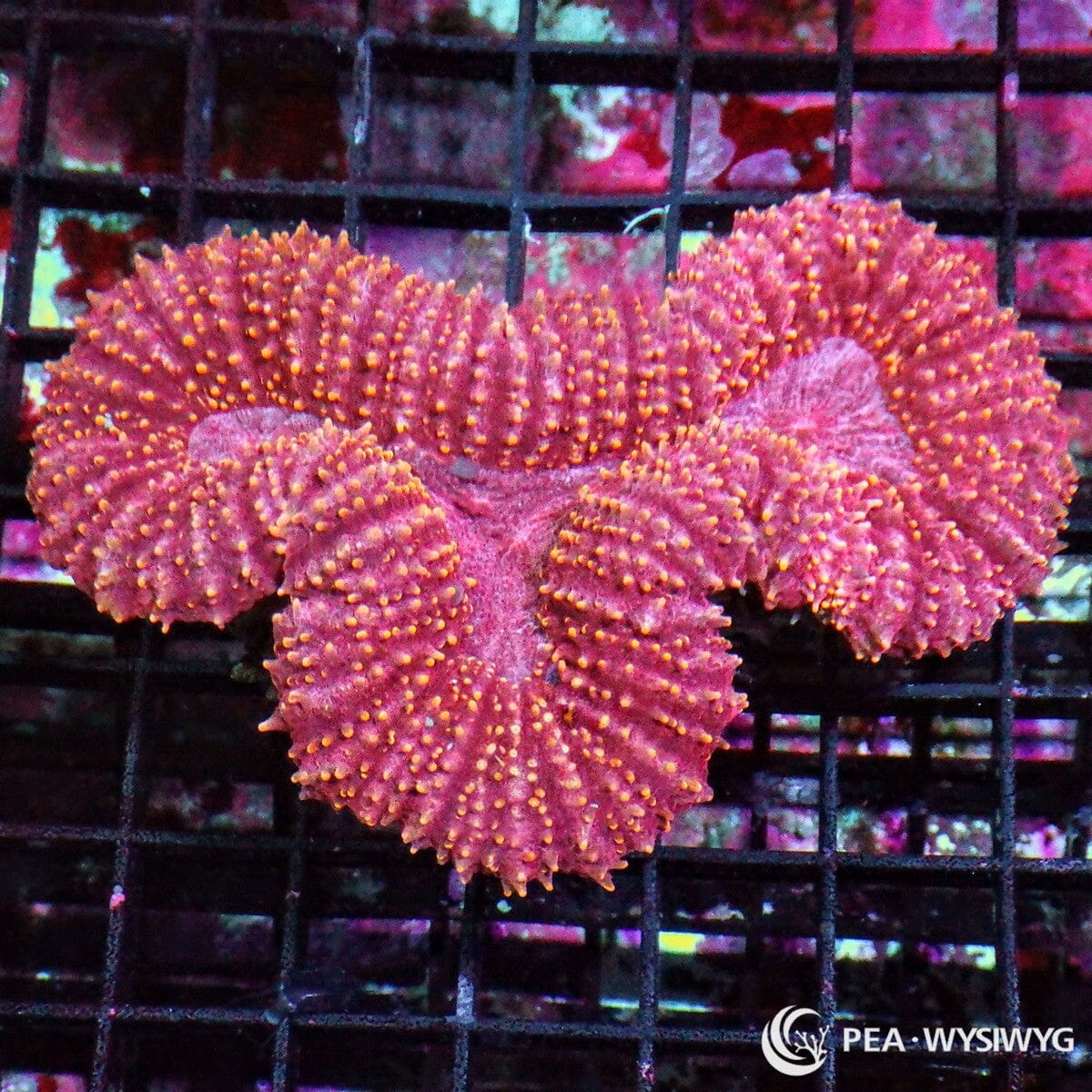 Ruby Lobophyllia Lobophyllia hemprichii WYSIWYG coral colony with ruby red tissue, orange gold speckling, and fleshy ridged texture