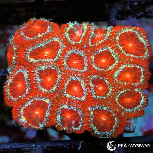 Ruby Red Acan Lordhowensis Coral Frag