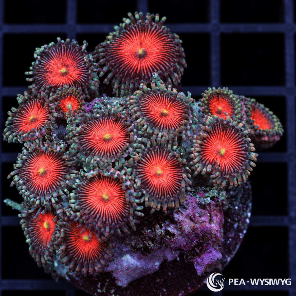 Ruby Zoanthids Zoanthus sp. WYSIWYG coral frag with ruby-red centers, yellow-green mouths, and dark purple-burgundy skirts