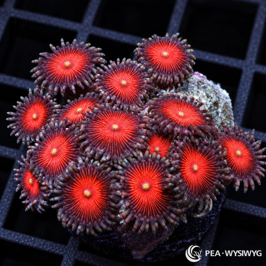 Ruby Zoanthids Zoanthus sp. WYSIWYG coral frag with brilliant ruby-red centers and dark burgundy-purple skirts