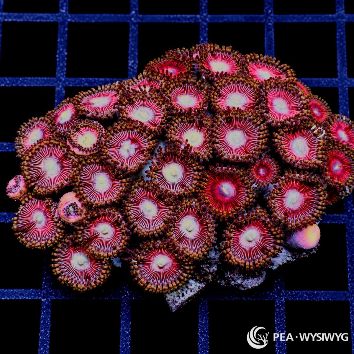 Ruby Zoanthids Zoanthus sp. WYSIWYG colony with cream-white centers, ruby-red radial striping, burgundy faces, and brown-gold skirts