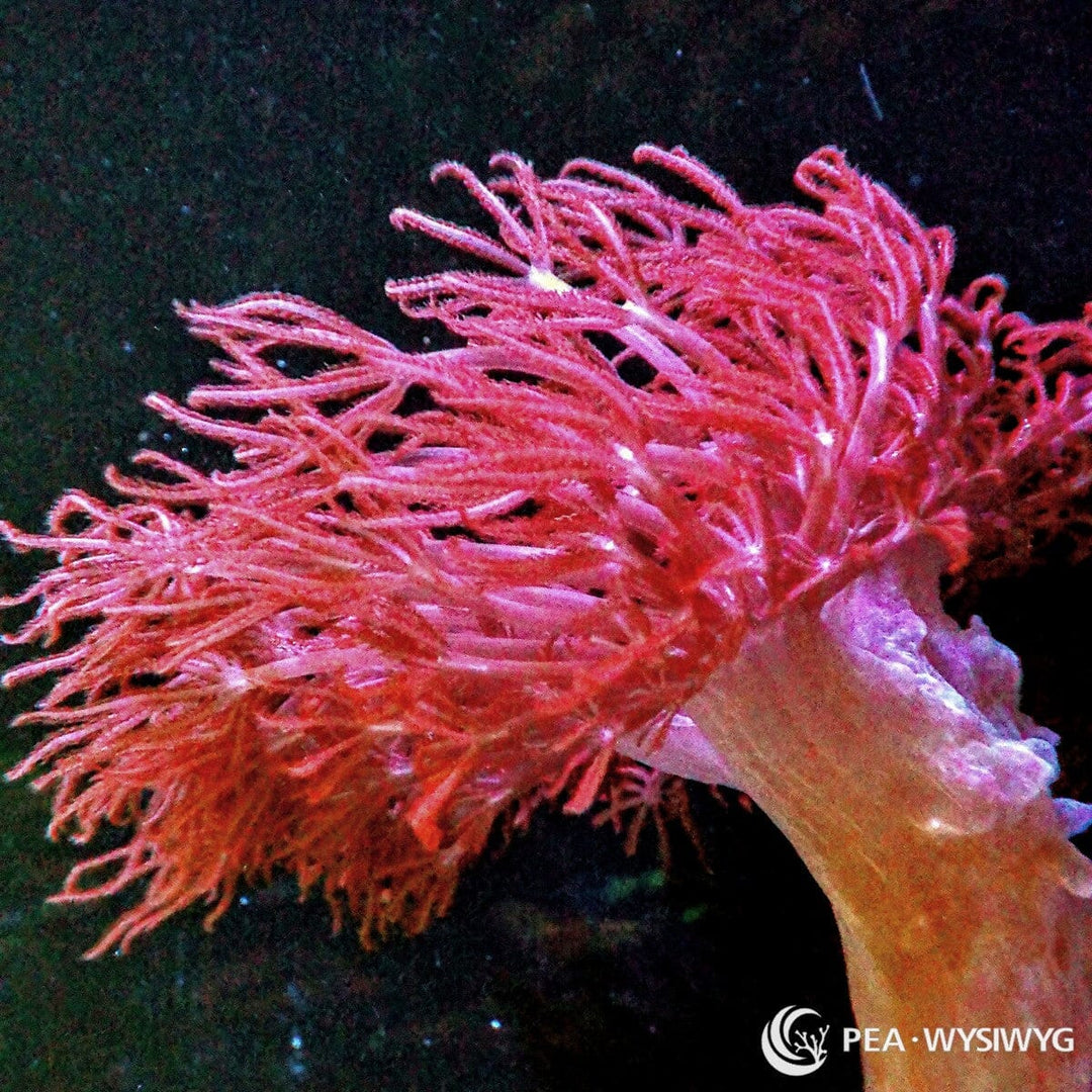 Rudy Xenia WYSIWYG soft coral with pink pulsing polyps and flowing soft coral movement