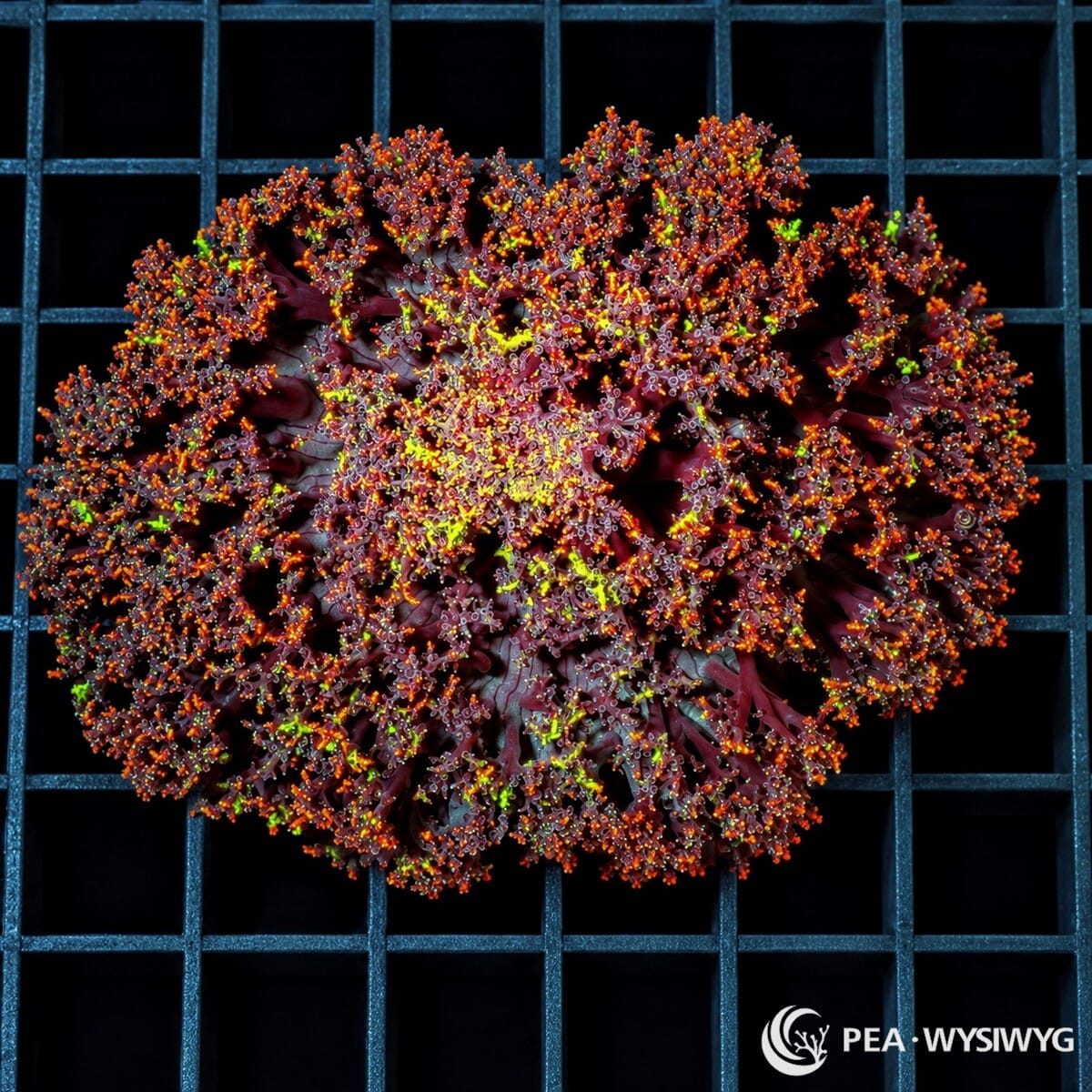 Rustic Hellfire Anemone (Actinodendron sp.) featuring dense branching burgundy-purple tentacles with vivid orange, yellow, and fluorescent green accents. Individually photographed WYSIWYG specimen at Pacific East Aquaculture.