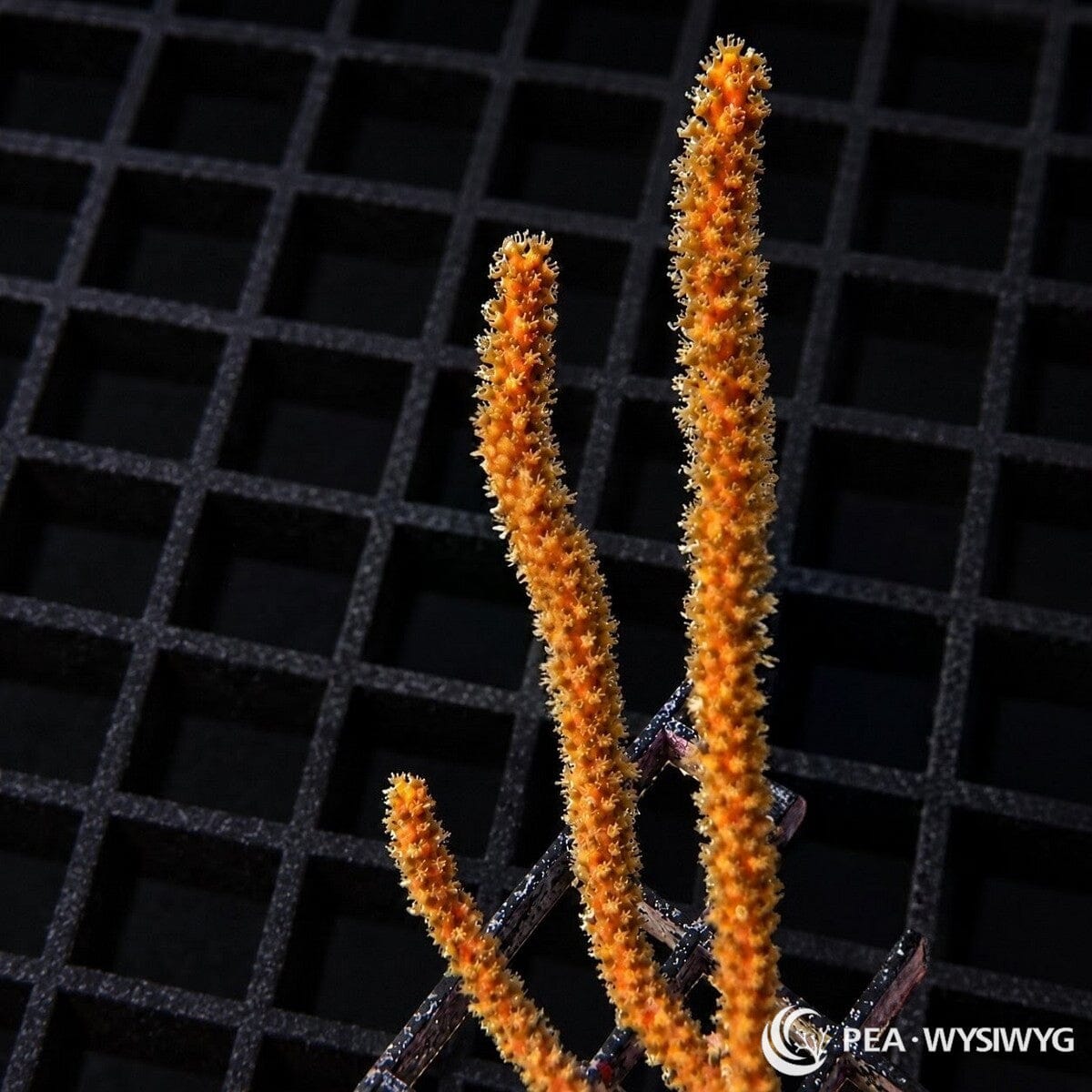 Rusty Orange Photosynthetic Gorgonian Muricea elongata WYSIWYG coral with slender orange branches and extended polyps