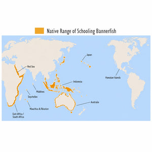 Schooling Bannerfish (Heniochus diphreutes)
