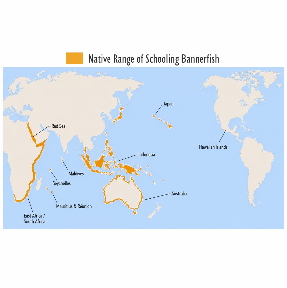 Schooling Bannerfish (Heniochus diphreutes)
