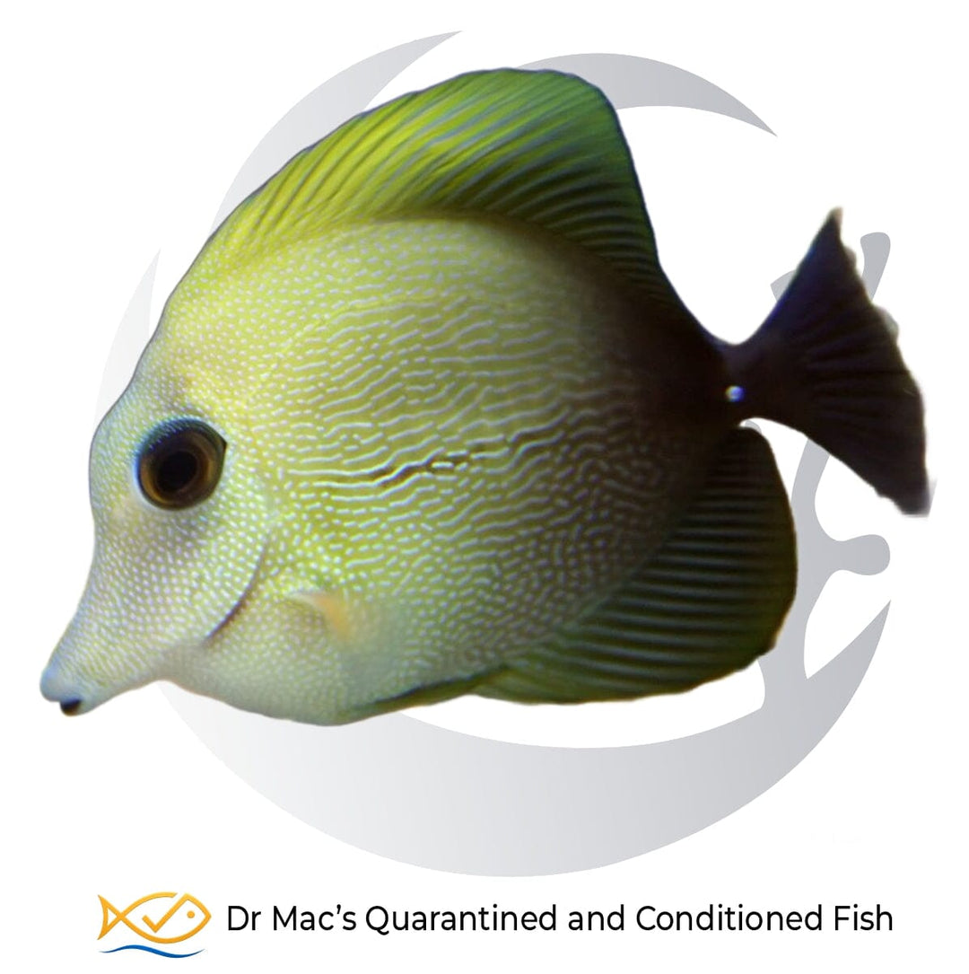 Scopas Tang Zebrasoma scopas with olive-brown body, fine pale blue-green markings, tall dorsal fin and dark tail