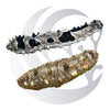 Sea Cucumber (Holothuria floridana), deposit-feeding sand cleaner, medium saltwater aquarium invert