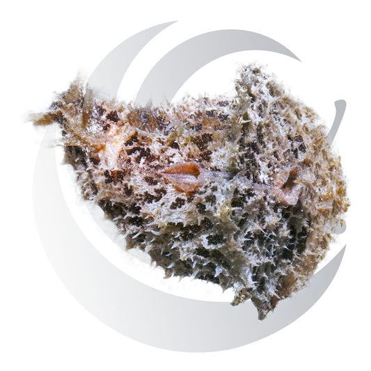 Sea Hare (Aplysia spp.), hair algae grazer, large saltwater aquarium invert
