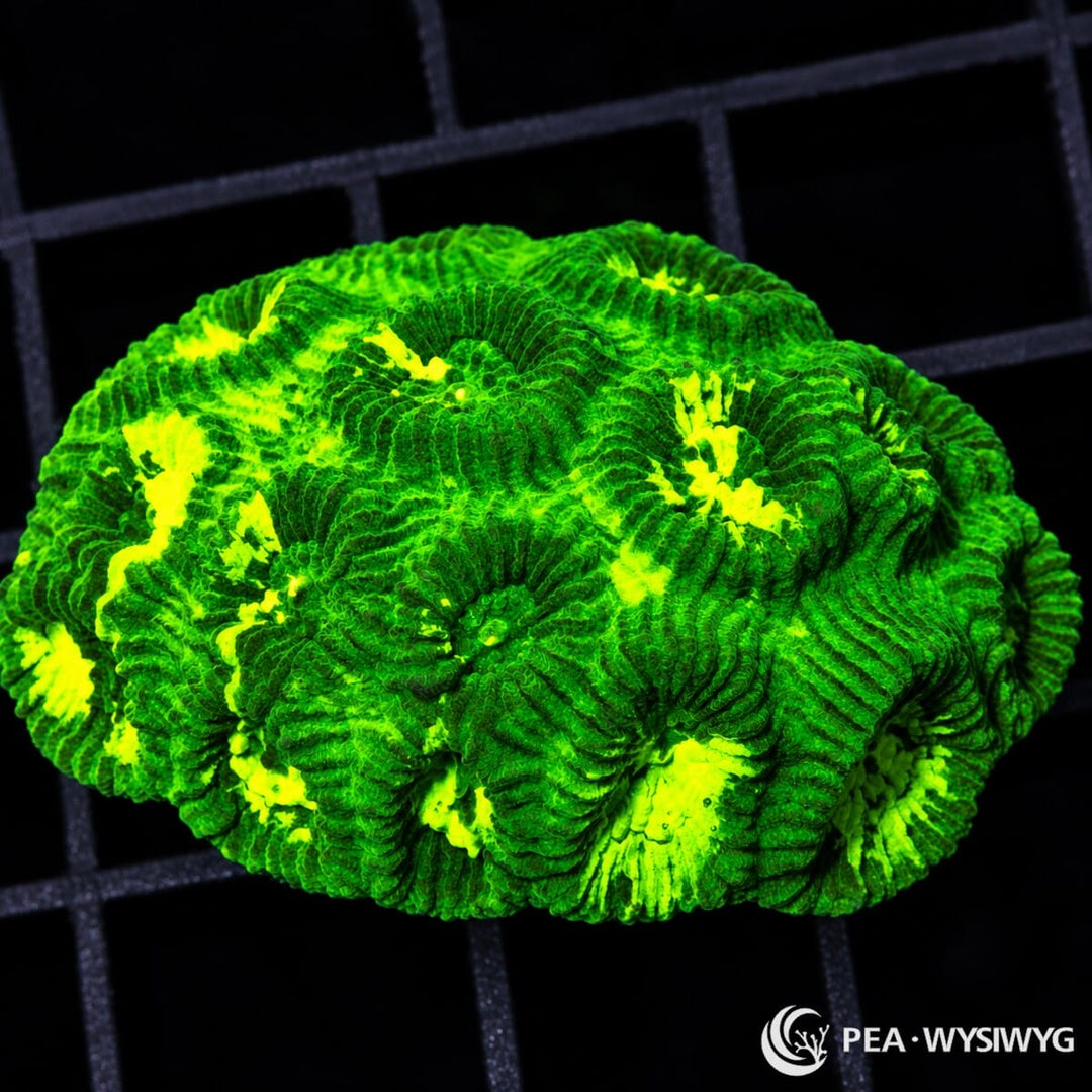 Search Light Favia Favia sp. with deep fluorescent green tissue, pronounced radial ridges, and brilliant yellow-green highlights