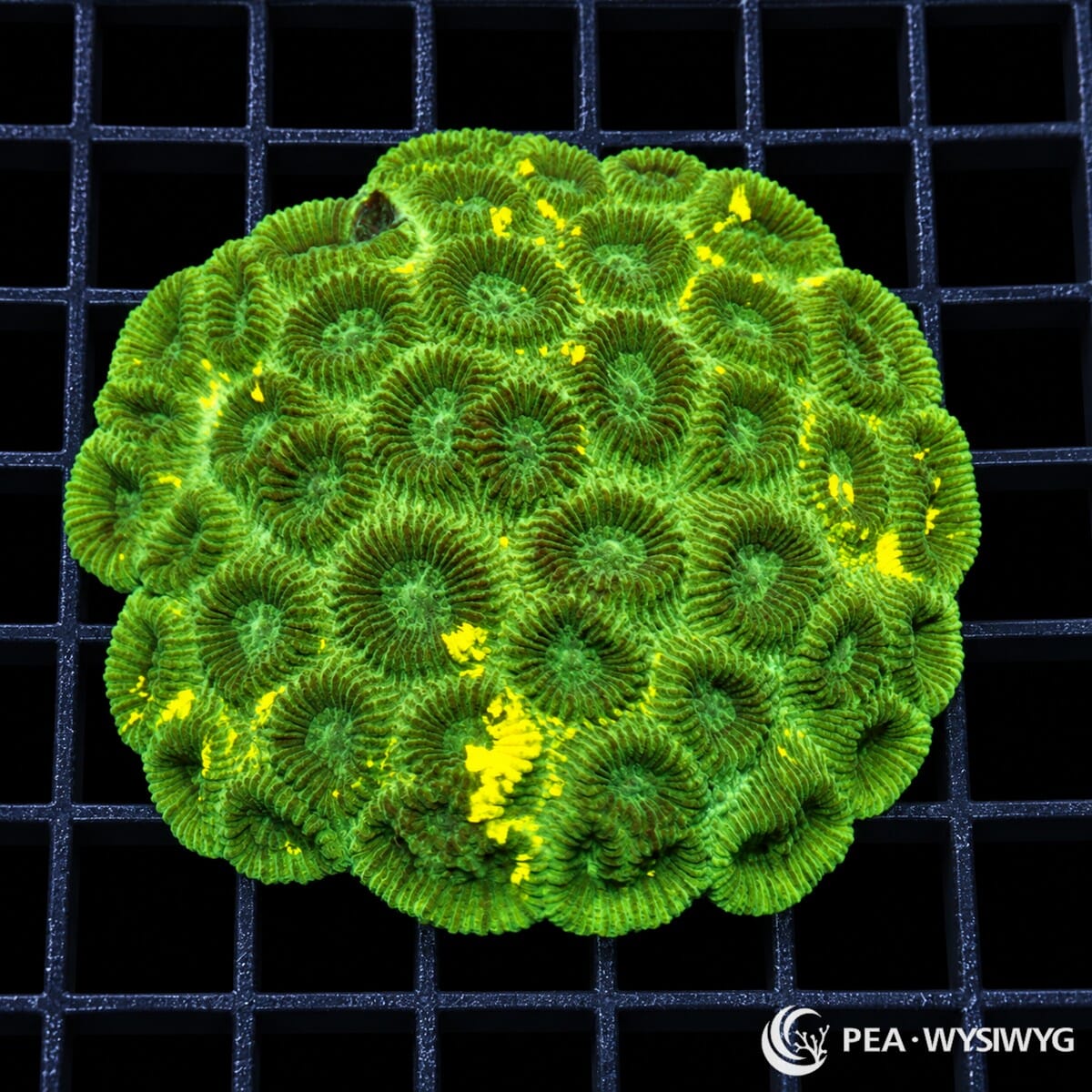 Searchlight Favia Dipsastraea sp. coral colony with green ridged polyps and vivid fluorescent yellow patches
