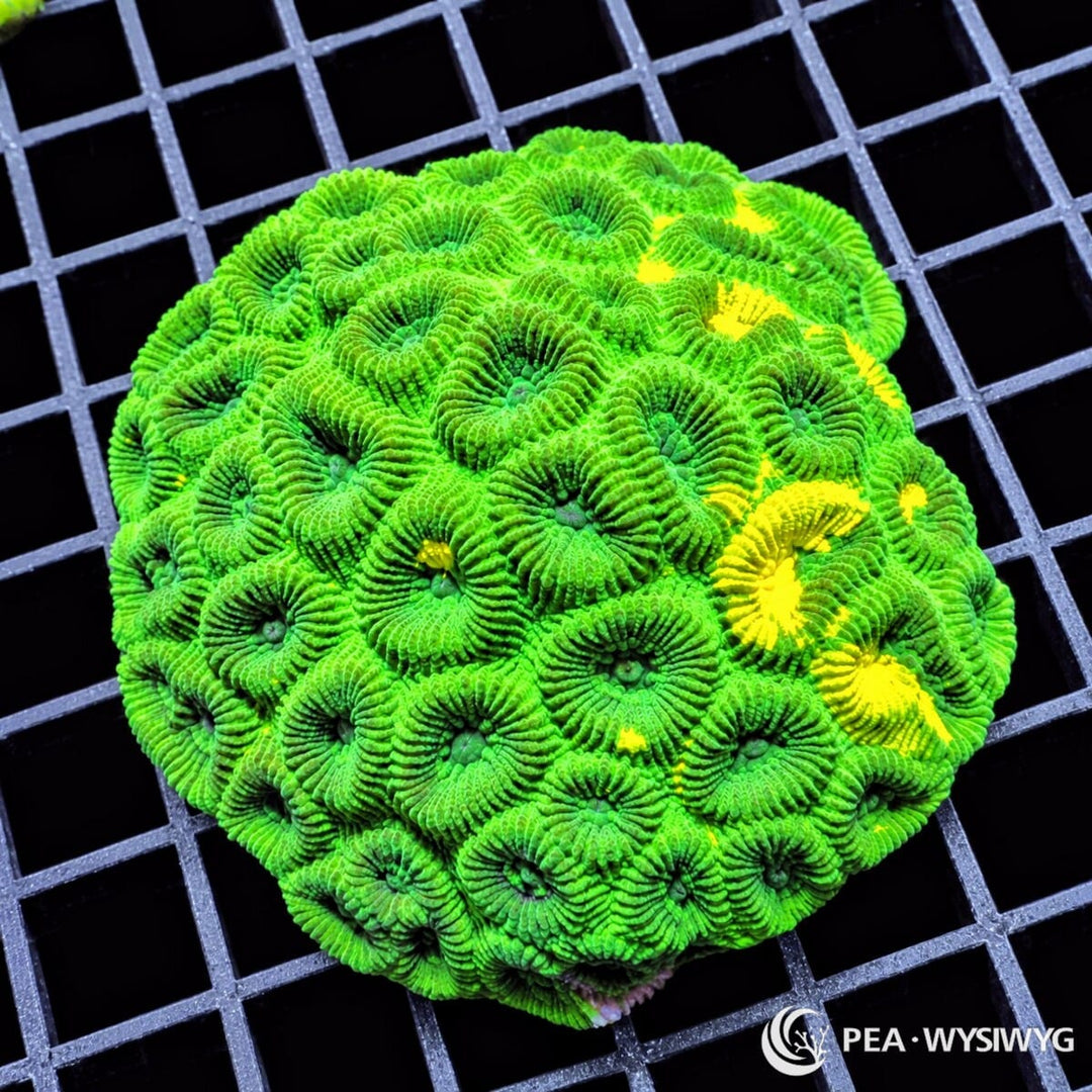 Searchlight Favia Dipsastraea sp. coral colony with fluorescent green polyps and brilliant yellow patches across the colony