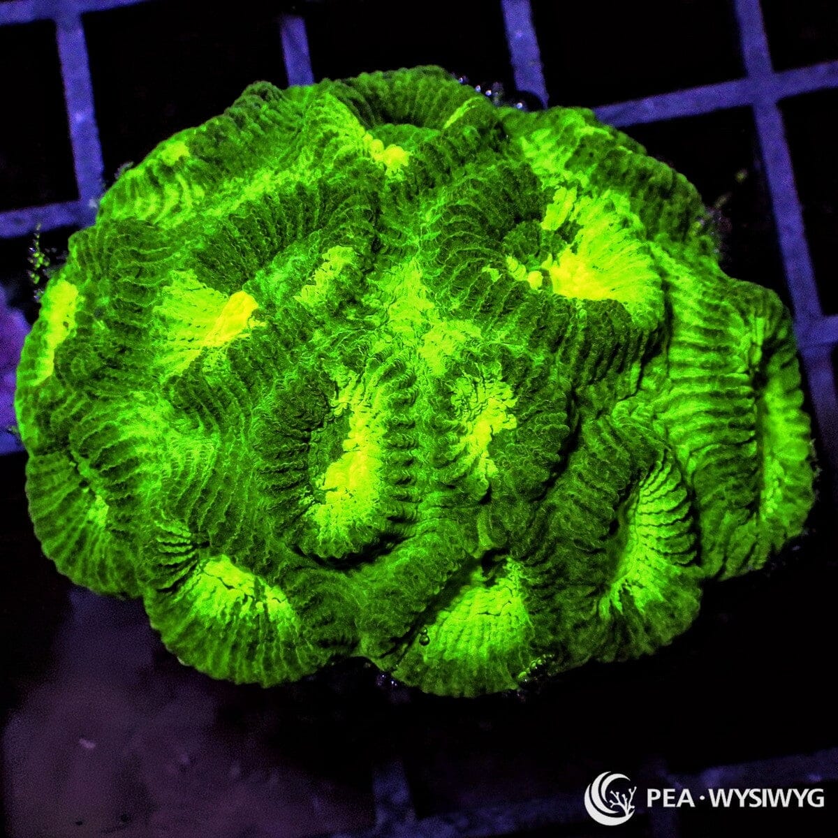 Searchlight Favia Favia sp. WYSIWYG LPS coral frag with deep green tissue and bright yellow green centers