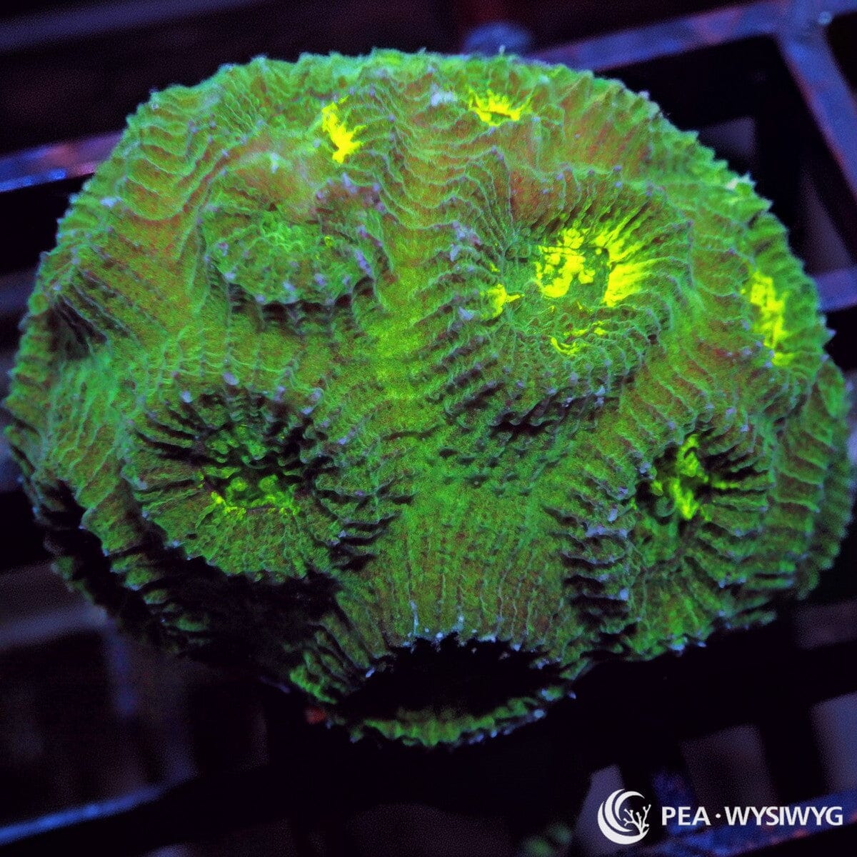Searchlight Favia LPS coral with green and yellow highlights, WYSIWYG under $25 reef coral frag