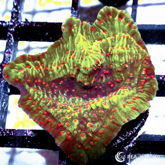 Seasons Greetings Plating Montipora aquacultured SPS coral with green base and red polyps
