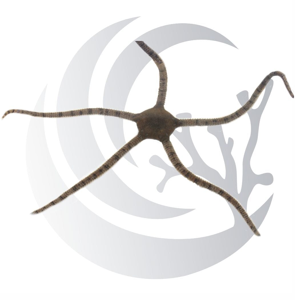 serpent-star-Ophiocoma-flaccida-nocturnal-scavenger-saltwater-invert-pea-i-ma32.jpg