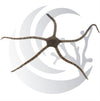 serpent-star-Ophiocoma-flaccida-nocturnal-scavenger-saltwater-invert-pea-i-ma32.jpg