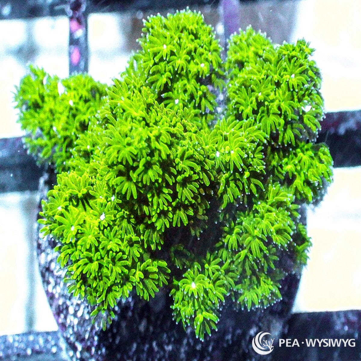 Shaggy Green Pocillopora aquacultured SPS coral with bright green polyps and branching growth