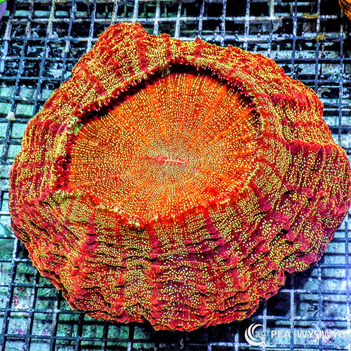 Shimmering Orange Red Acanthophyllia Acanthophyllia deshayesiana WYSIWYG LPS coral with orange red tissue and gold speckling
