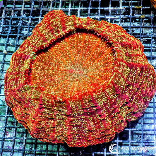 Shimmering Orange Red Acanthophyllia Acanthophyllia deshayesiana WYSIWYG LPS coral with orange red tissue and gold speckling