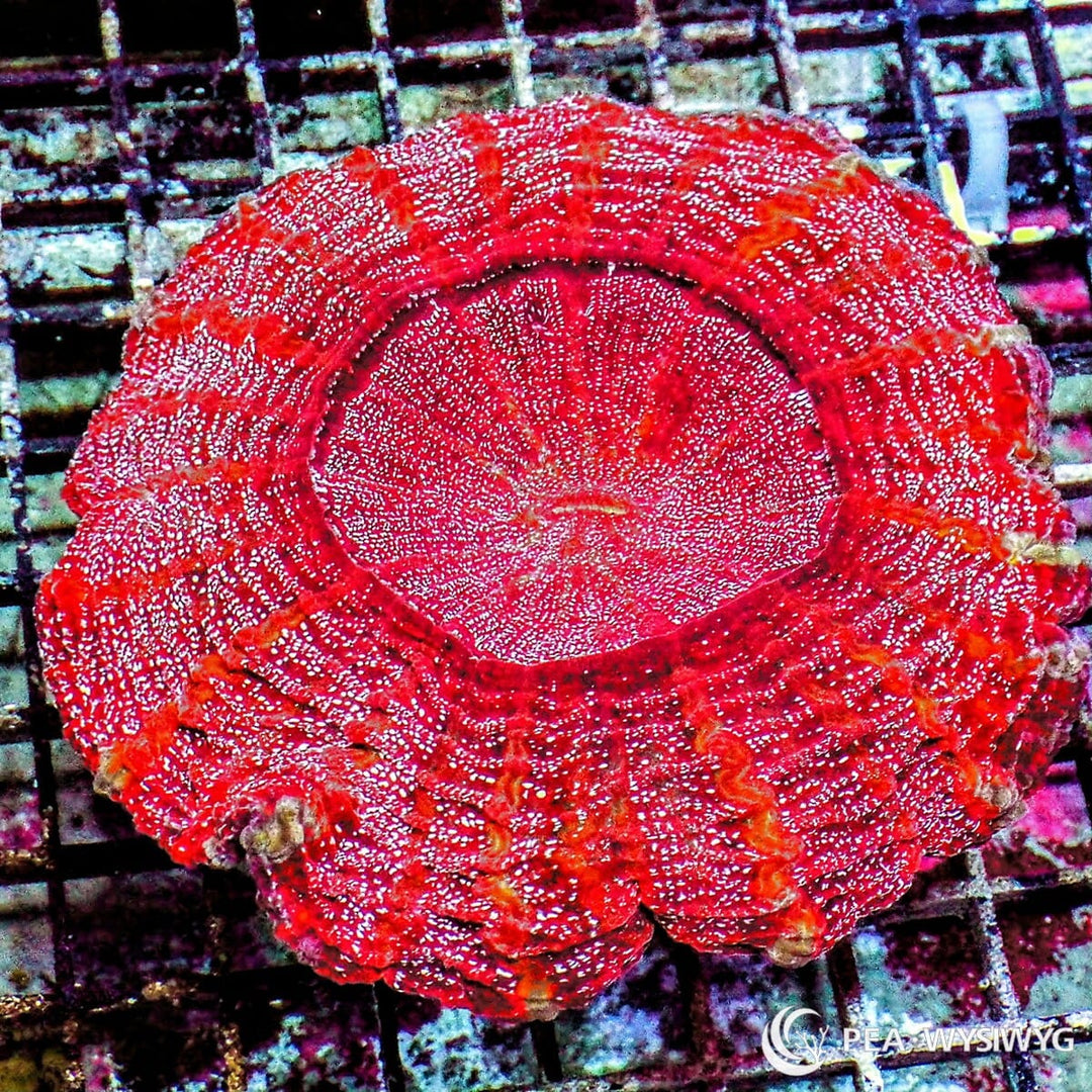Shimmering Red Acanthophyllia Coral Acanthophyllia deshayesiana WYSIWYG LPS coral with bright red tissue and sparkling speckled pattern
