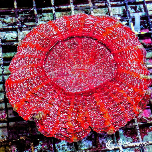 Shimmering Red Acanthophyllia Coral Acanthophyllia deshayesiana WYSIWYG LPS coral with bright red tissue and sparkling speckled pattern