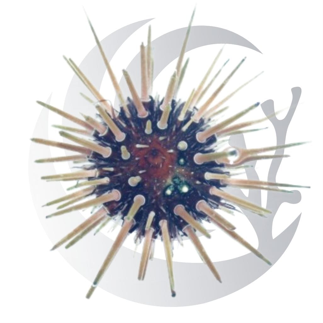 Short Spine Urchin (Echinometra lacunter), algae grazer, large saltwater aquarium invert