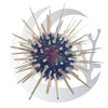 Short Spine Urchin (Echinometra lacunter), algae grazer, large saltwater aquarium invert