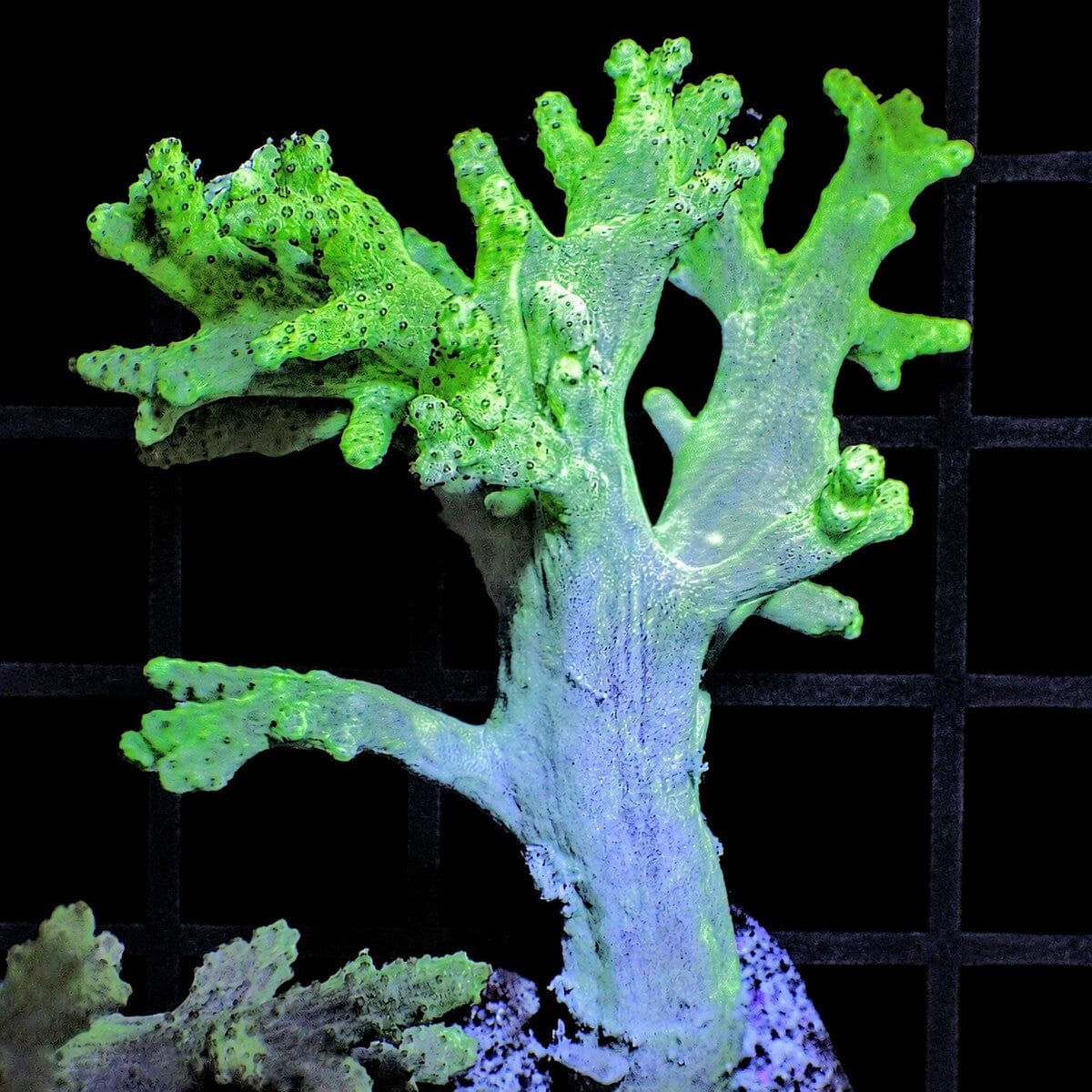 Sinularia Lime Finger Leather Coral Sinularia sp. WYSIWYG soft coral with green finger growth