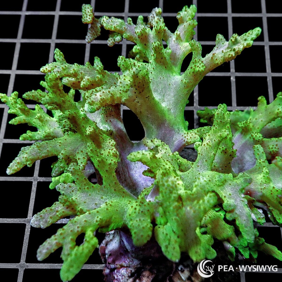 Lime Sinularia Finger Leather soft coral colony WYSIWYG with bright green branching growth