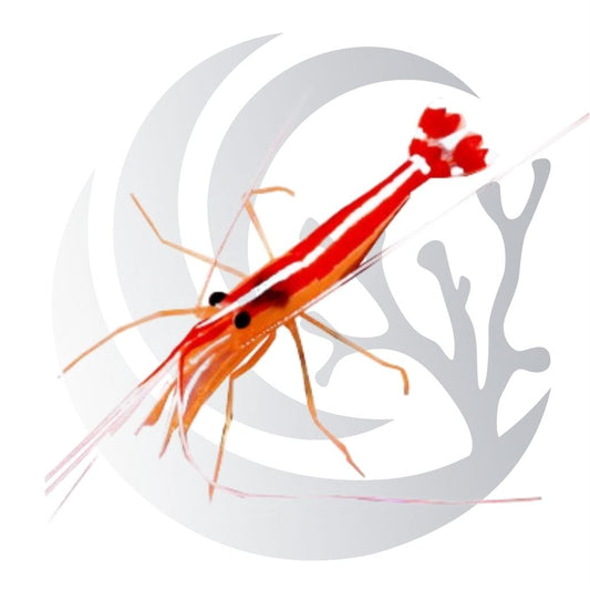 Skunk Cleaner Shrimp (Lysmata amboinensis), cleaner and scavenger, medium saltwater aquarium invert