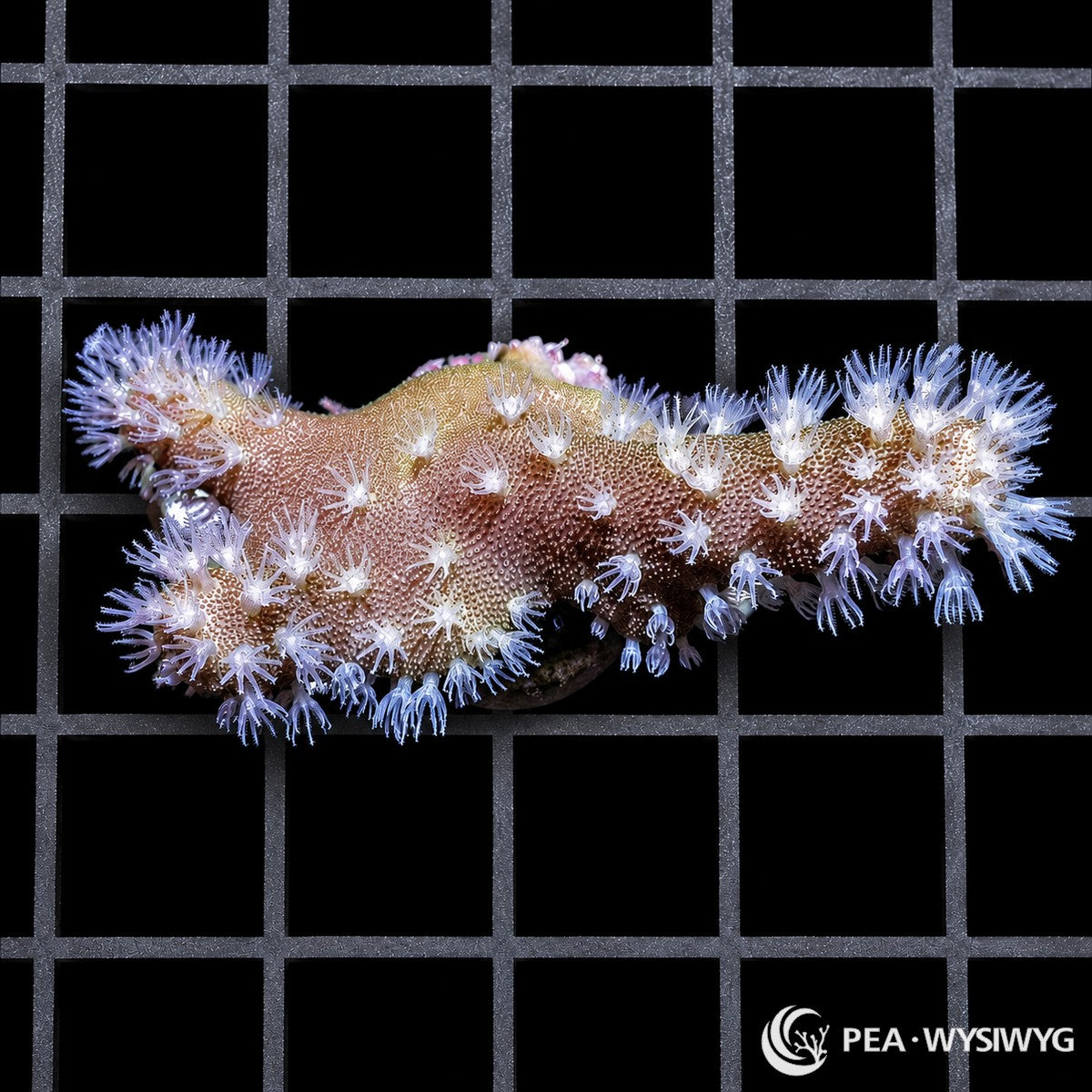 Snowflake Polyp Devil’s Hand Leather Lobophytum species WYSIWYG premium soft coral frag