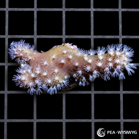 Snowflake Polyp Devil’s Hand Leather Lobophytum species WYSIWYG premium soft coral frag