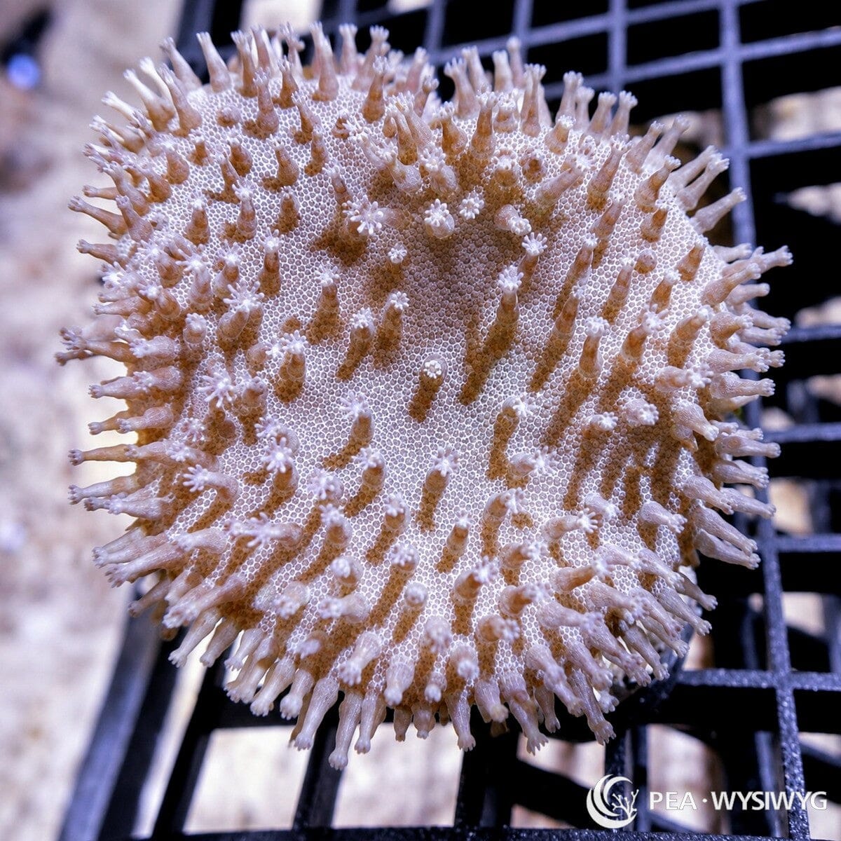 Snowflake Polyp Toadstool Leather Sarcophyton sp. WYSIWYG soft coral frag with pale tan cap and white tipped extended polyps
