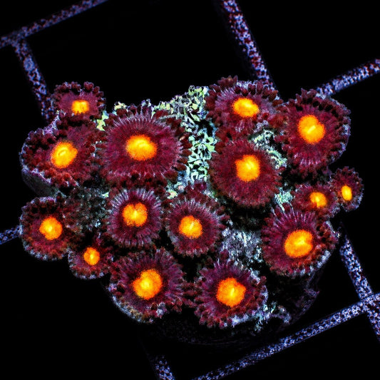 Solar Burst Zoanthids Zoanthus sp. WYSIWYG soft coral with green yellow faces and orange centers