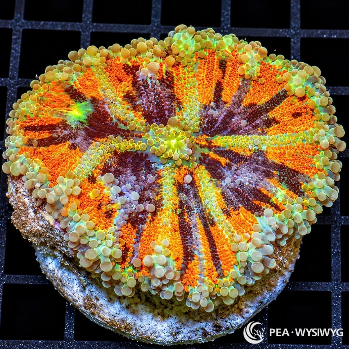 Solar Eruption Ricordea Yuma Ricordea yuma WYSIWYG coral with vivid orange, burgundy-purple, and pale green radial coloration