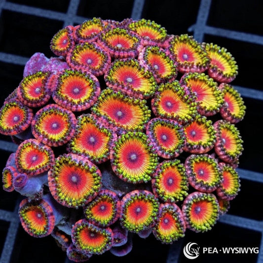Solar Flare Zoanthids Zoanthus sp. WYSIWYG coral frag with red-orange centers, yellow rings, green skirts, and pink-purple margins