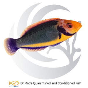 Solor Fairy Wrasse Cirrhilabrus solorensis from Indonesia with dark blue-green body, orange-yellow head and contrasting dark facial markings