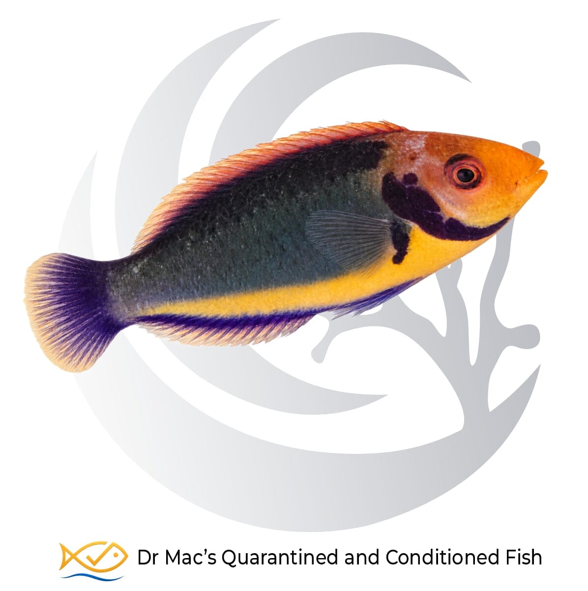 Solor Fairy Wrasse Cirrhilabrus solorensis from Indonesia with dark blue-green body, orange-yellow head and contrasting dark facial markings