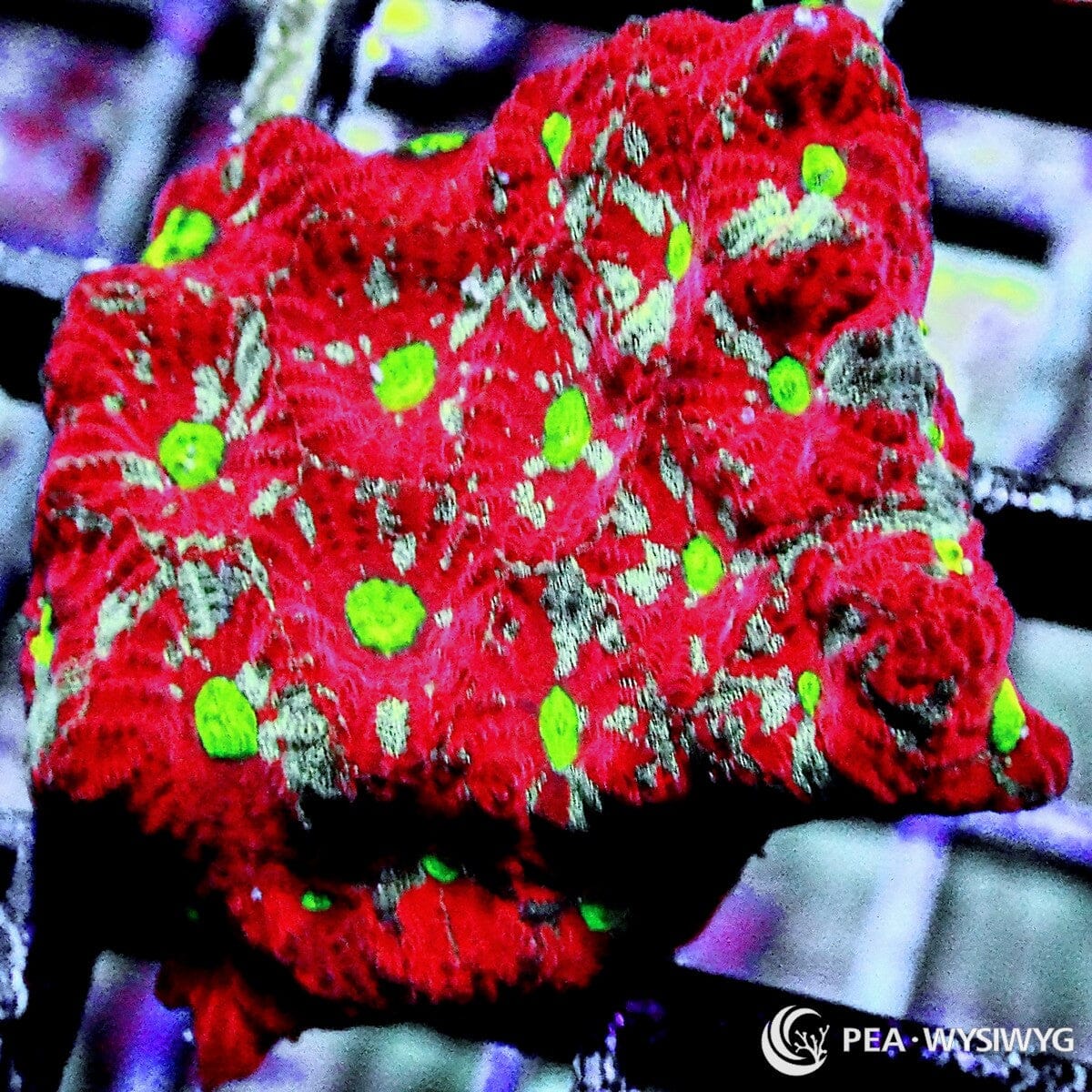 Speckled Rainbow War Coral Favites pentagona WYSIWYG coral frag with red tissue, neon green mouths, silver white speckling, and textured growth