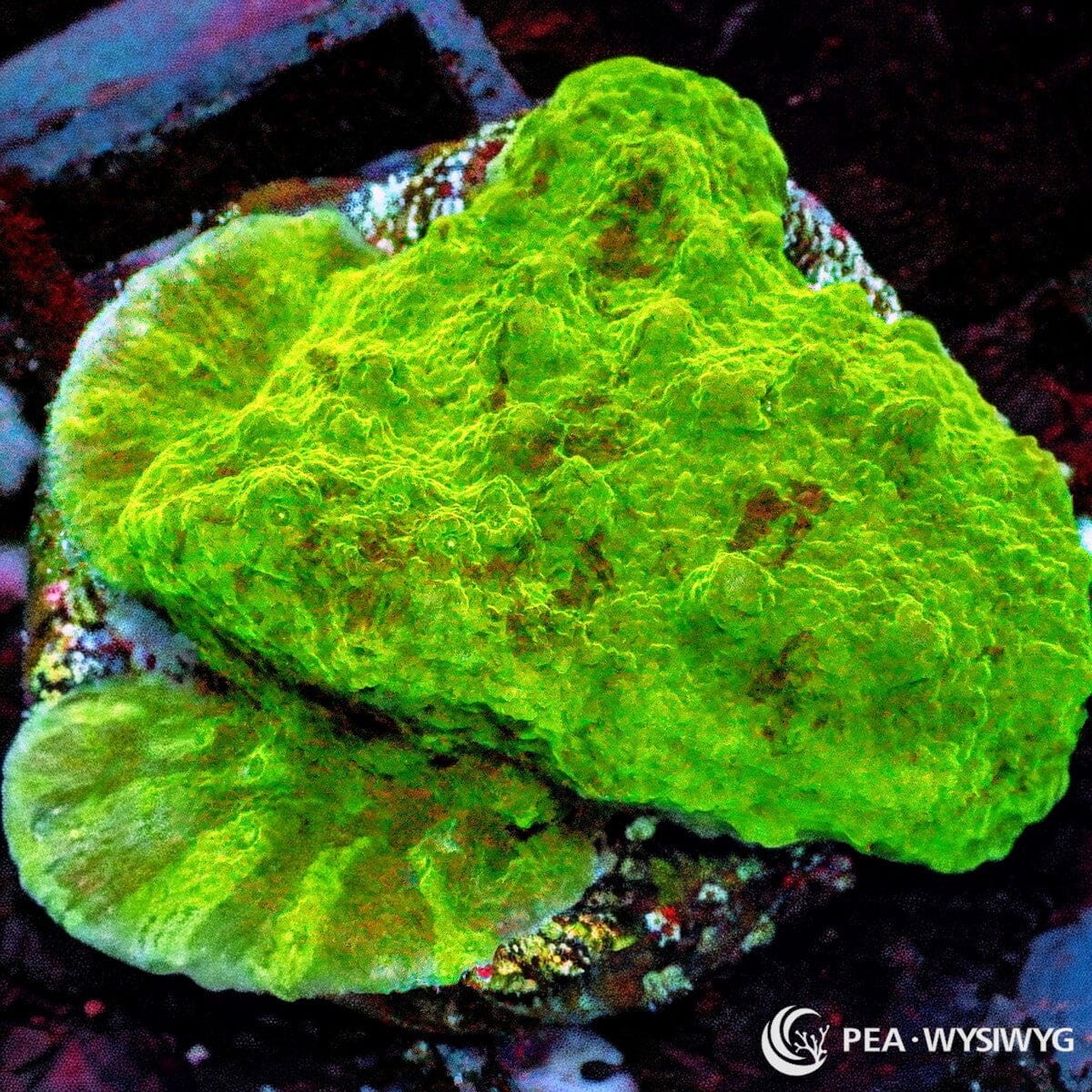 Splattered Astreopora Astreopora sp. WYSIWYG coral frag with neon green tissue, darker speckling, and textured encrusting growth