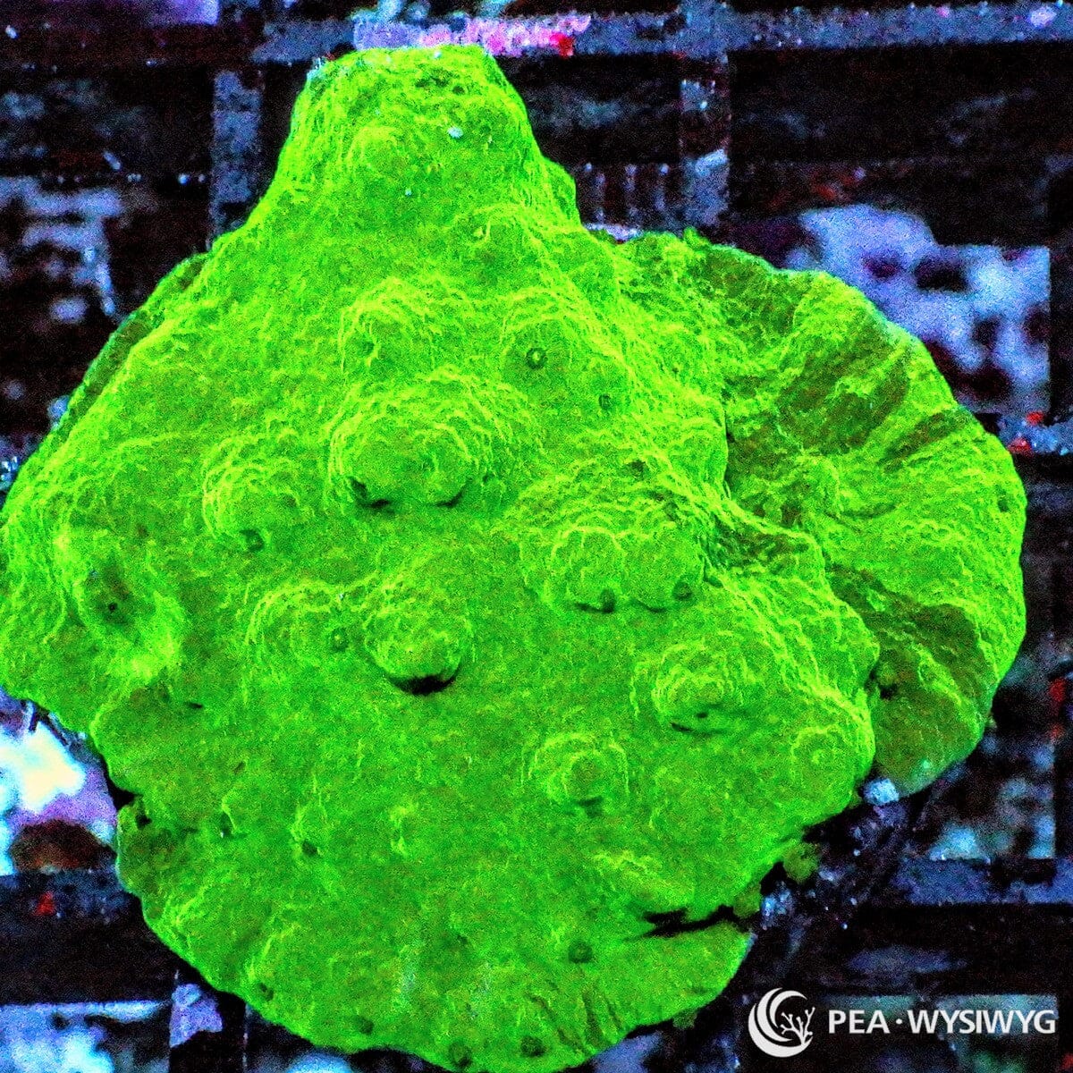 Splattered Astreopora Coral Astreopora sp. WYSIWYG SPS coral with bright neon green encrusting growth