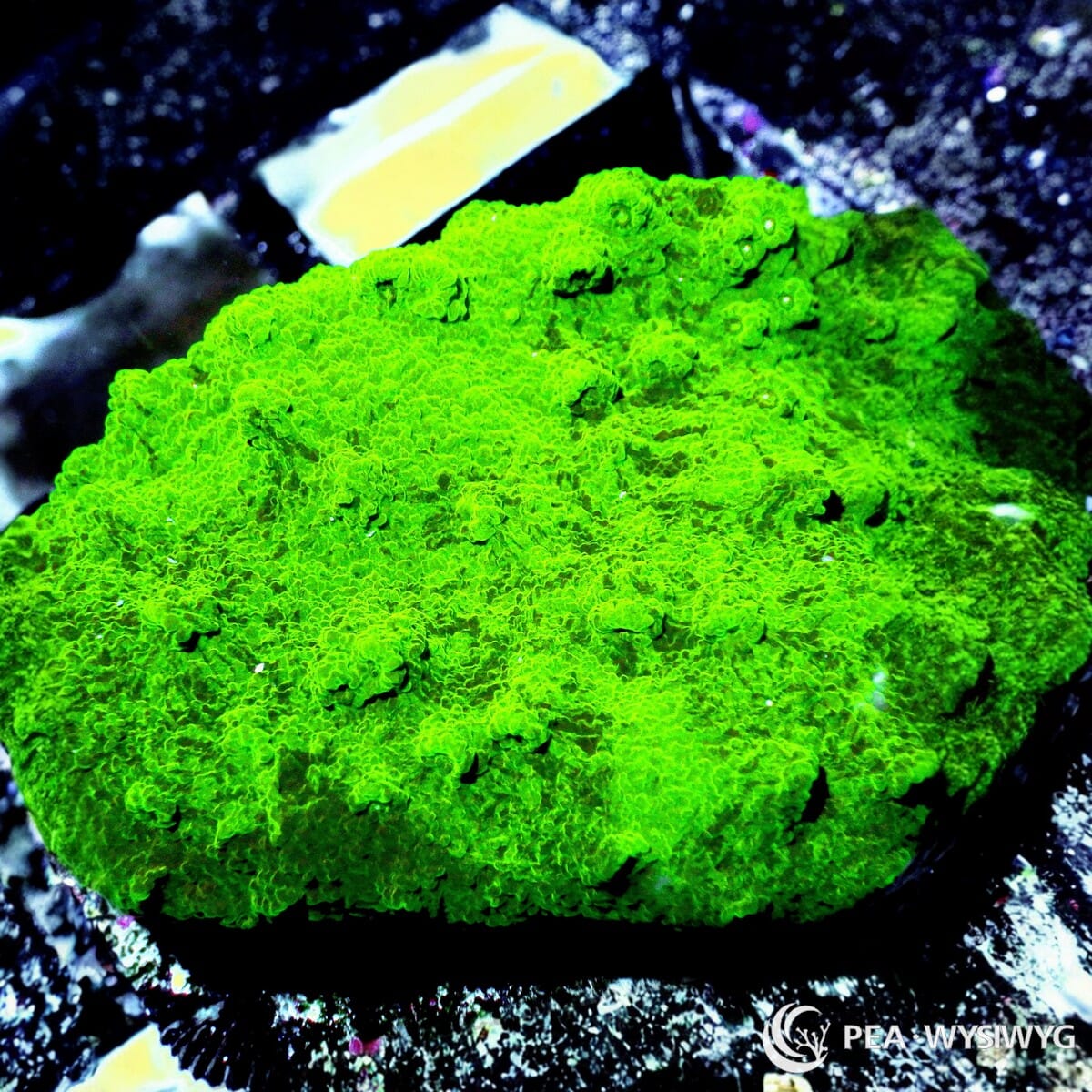 Splattered Astreopora aquacultured SPS coral with colorful splashed coloration and branching growth pattern