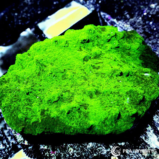 Splattered Astreopora aquacultured SPS coral with colorful splashed coloration and branching growth pattern