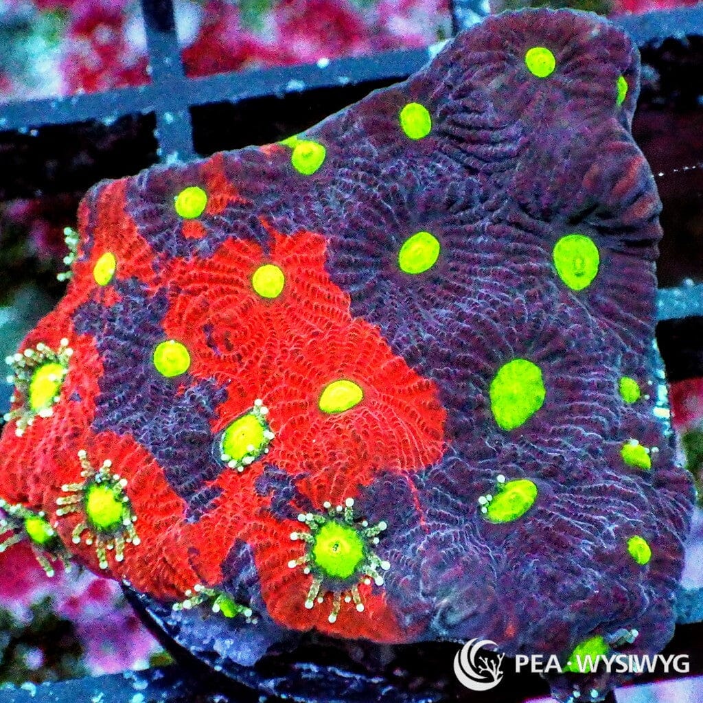 Split Decision Favites WYSIWYG aquacultured coral from Pacific East Aquaculture