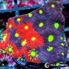 Split Decision Favites WYSIWYG aquacultured coral from Pacific East Aquaculture