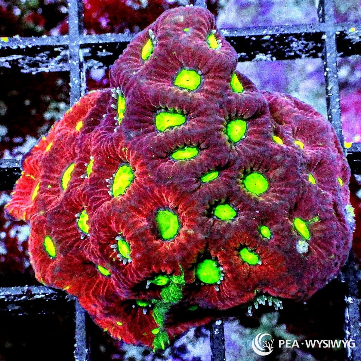Split Decision War Coral Favites Favites pentagona WYSIWYG coral frag with red burgundy tissue, neon green mouths, green splashes, and textured brain coral growth