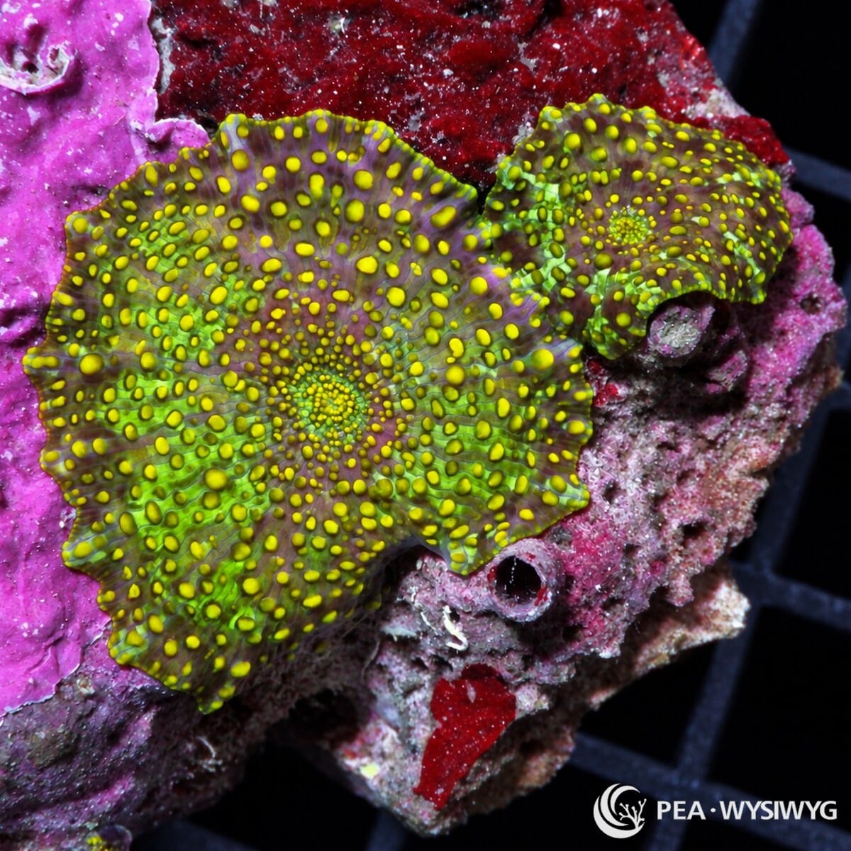 Spotted Discosoma Mushrooms Discosoma sp. WYSIWYG coral frag with green tissue and bright yellow spotted vesicles