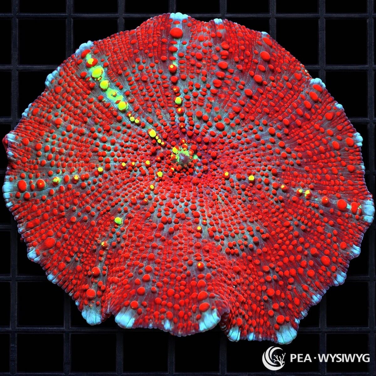 Spotted Red Discosoma Mushroom Discosoma sp. WYSIWYG coral with vivid red vesicles, fluorescent yellow-green spots, and pale blue outer edging