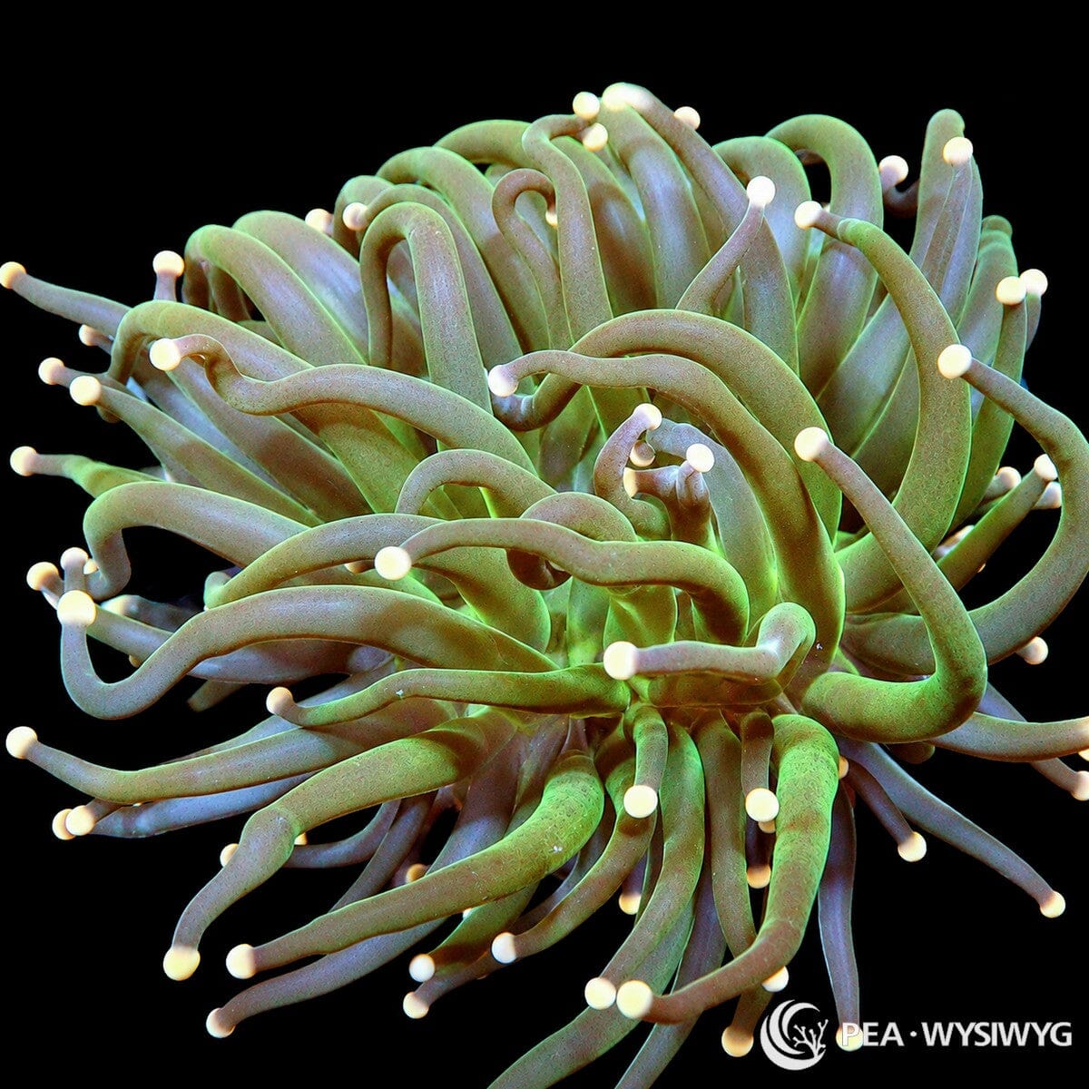 WYSIWYG Spring Garden Torch Euphyllia coral with green tentacles and cream tips